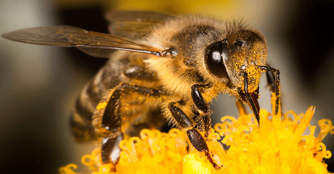როგორ იბადება ფუტკარი? საოცარი 64 წამიანი ვიდეო
