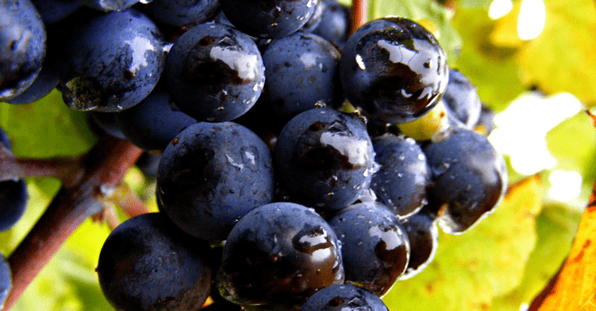 ყურძენი