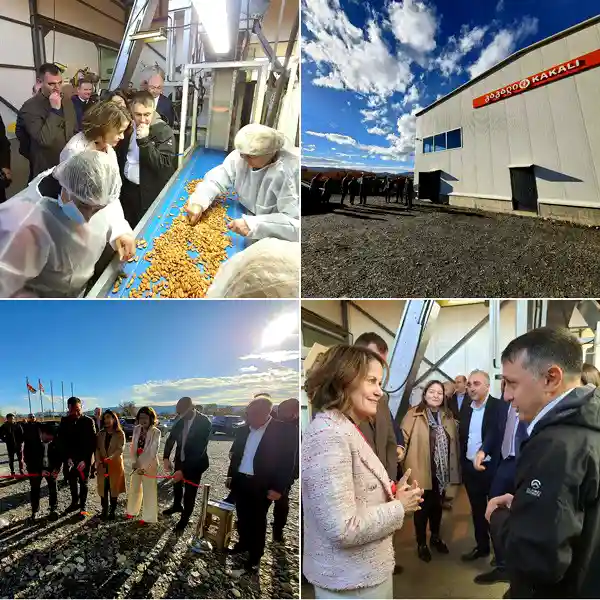 კაკლის გადამამუშავებელი წარმოება ჩუმლაყში