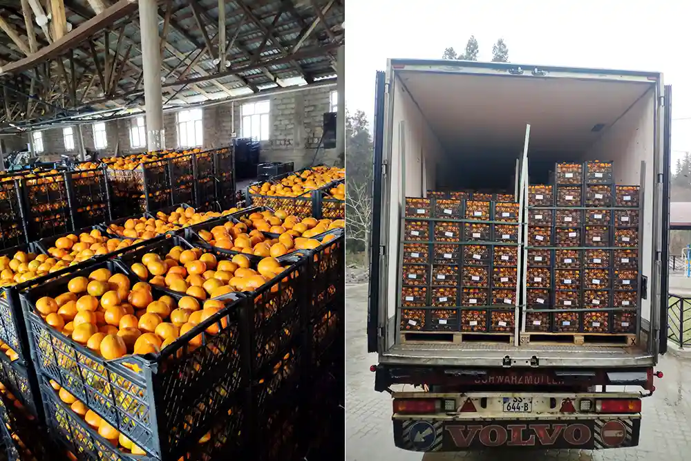 შპს ექსპოფრუტი